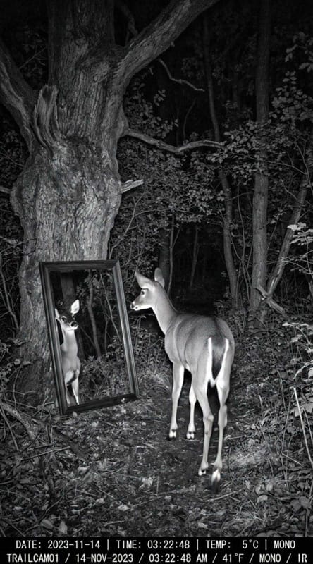 Trail Cam Mirror